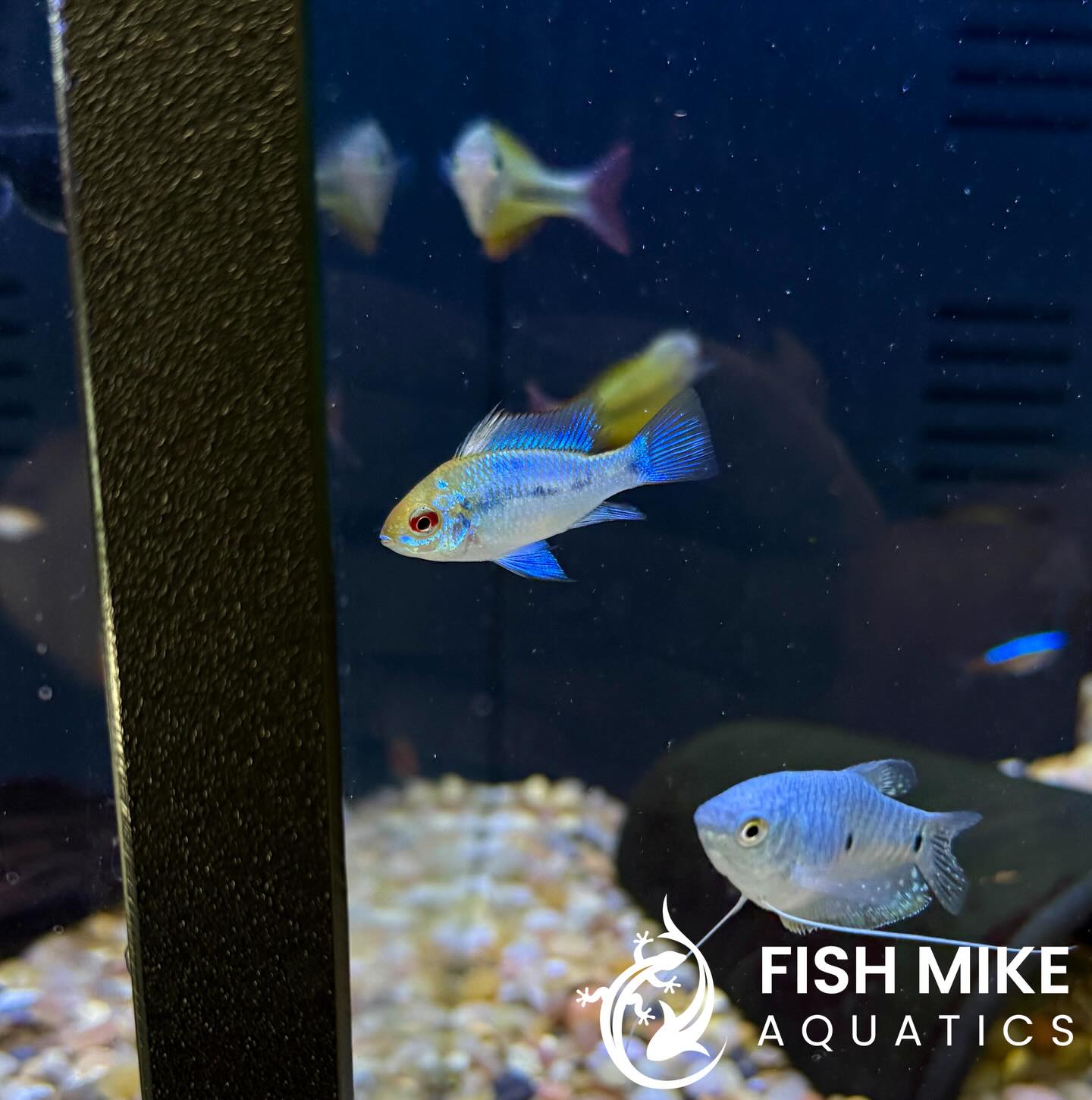 Fish Mike Aquatics
